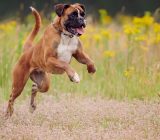 11 lively dog ​​breeds for families