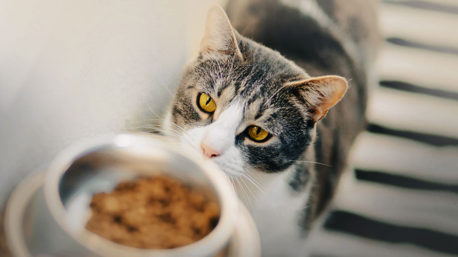 Cat and bowl Cat with bowl