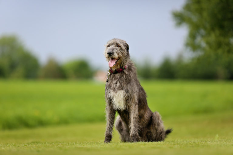 Big gray Irish hound sits on the grass and pants
