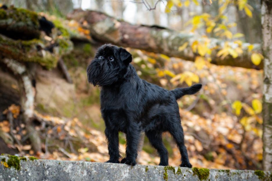 The Belgian black griffon sits on the wood in the forest as one of the smallest dog breeds
