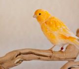 Canary profile | Original distribution and lifestyle