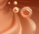 Chihuahua pregnancy: everything on schedule – Russel only