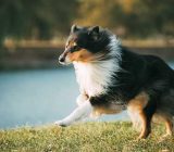 Collie profile