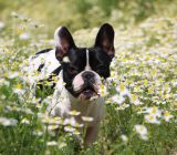 Discover the 12 best child-friendly dog ​​breeds