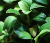 Dwarf spear leaf profile | Appearance and use