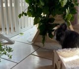 Free accommodation for rabbits | What is free accommodation and who is it suitable for?