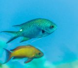 Green Swallowtail Profile