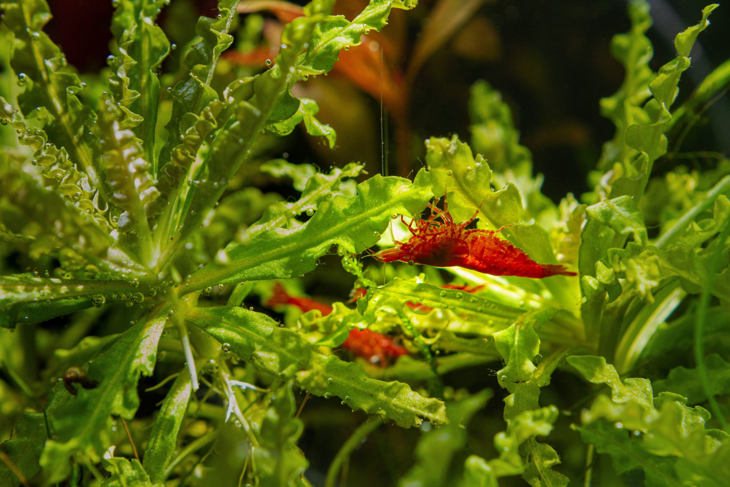 Little Water Star Profile