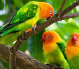 Lovebirds profile | Under the name “Inseparables” (Agaporniden)