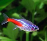 Neon Red Profile | Fish-friendly accommodation and assistance