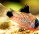Panda cory catfish profile