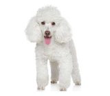 Poodle profile