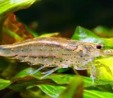 Profile of the Amano shrimp
