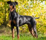 Is a German Pinscher right for me? How should it be held?