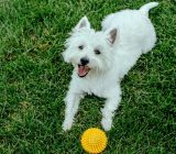 Profile of the West Highland White Terrier