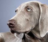 Weimaraner profile