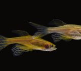 Zebrafish profile | Zebrafish, first introduced to Germany in 1905