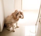 Why does my dog ​​pee in the house?
