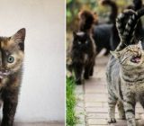 What your cat’s tail tells you