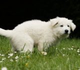 Solve constipation in your dog | What is constipation in a dog?