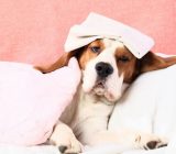 When does a dog have a fever?