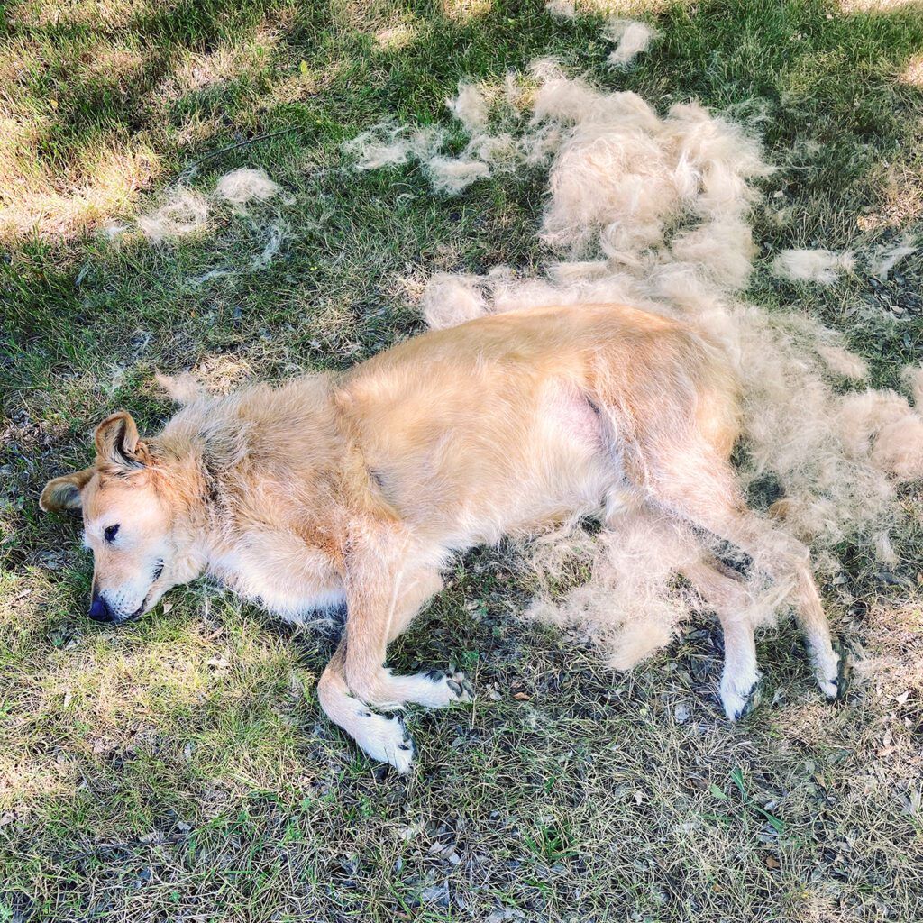 Does your dog shed a lot of hair?