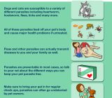 What helps against worms in dogs?