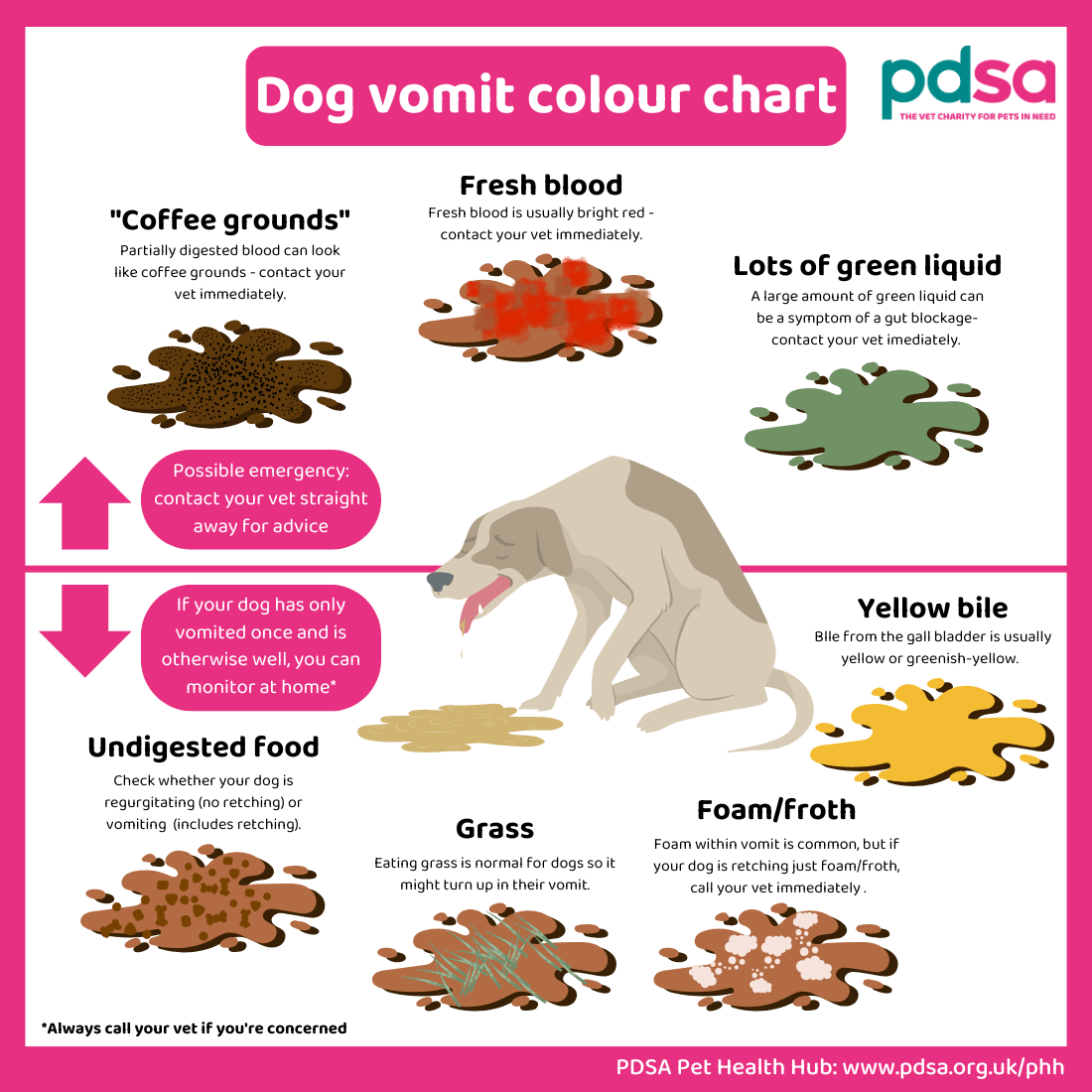 What to do if your dog vomits