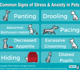 Why is my dog ​​suddenly afraid in the house?