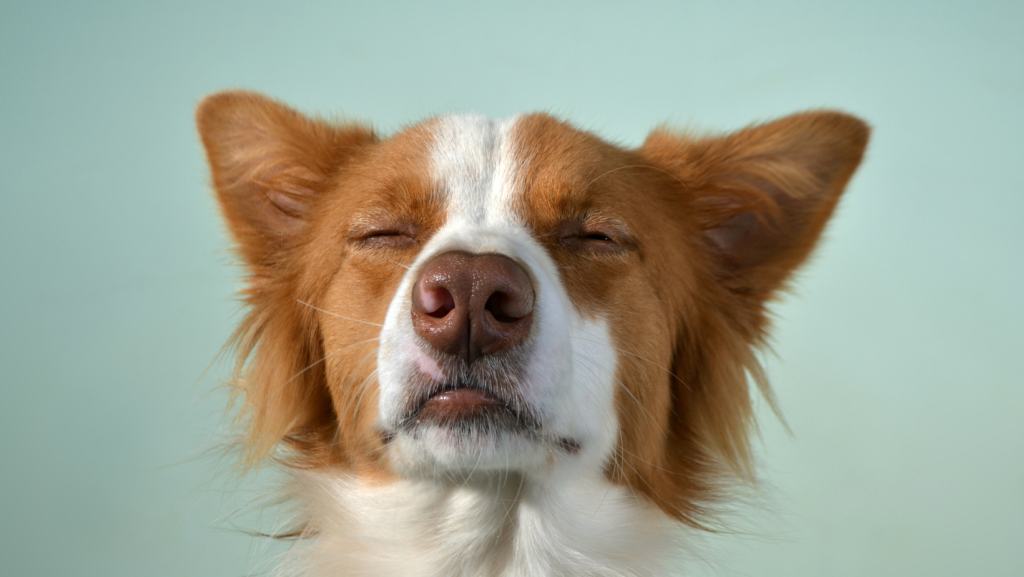 the dog has uveitis, keeps his eyes closed