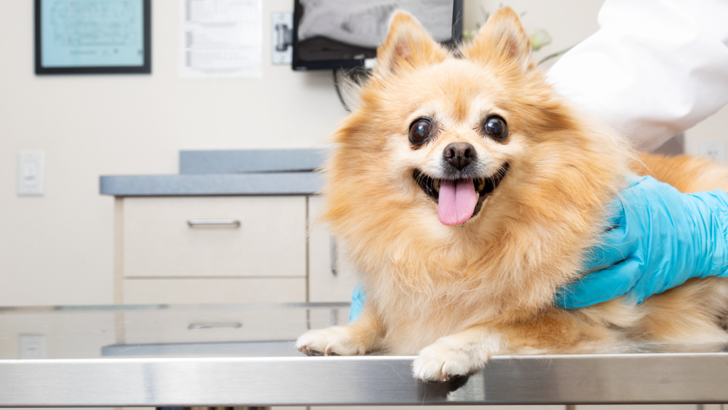 happy dog ​​in veterinary clinic
