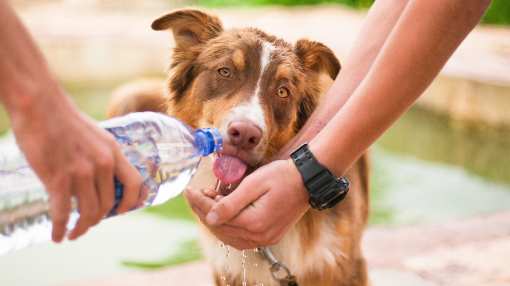 Diabetes in dogs is often manifested by increased thirst: the photo shows a dog drinking water from a human palm