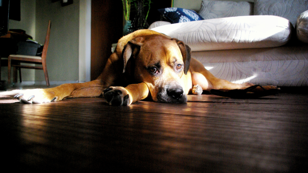 A dog's tremors can be caused by illness and pain