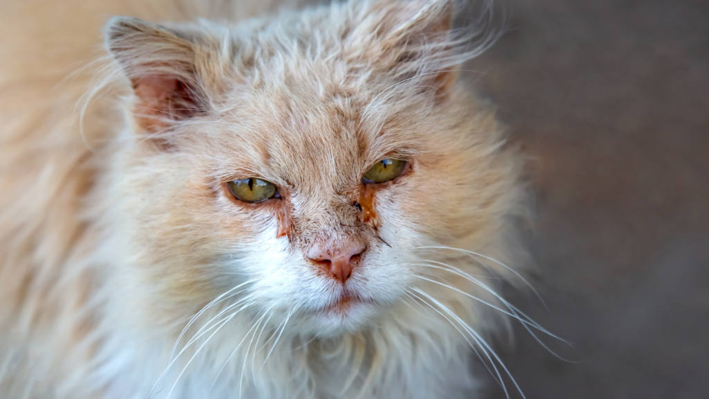 inflammation of the eyes of cats