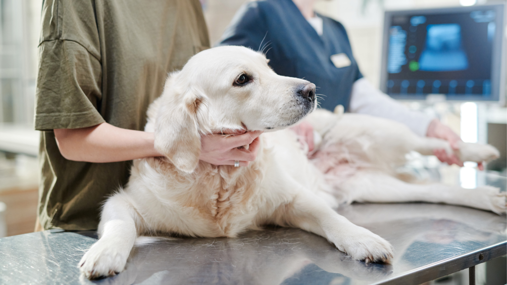 the dog is checked at the veterinary clinic for dog eye diseases