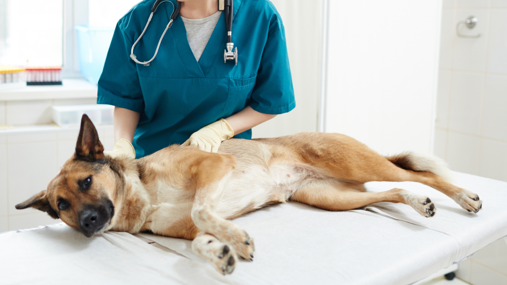 The dog is being treated for an eye disease at the veterinary clinic