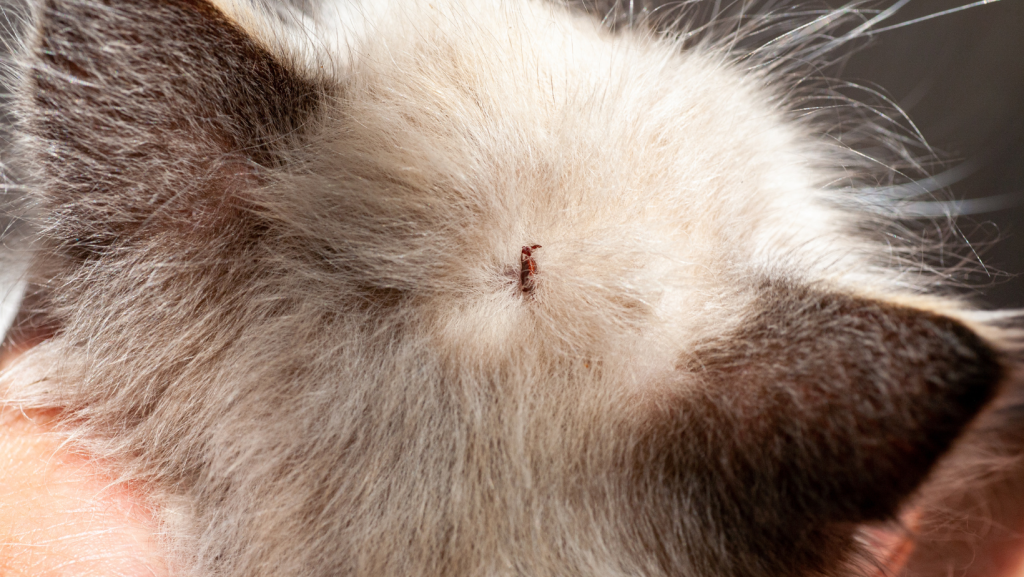 a cat with a flea on its head