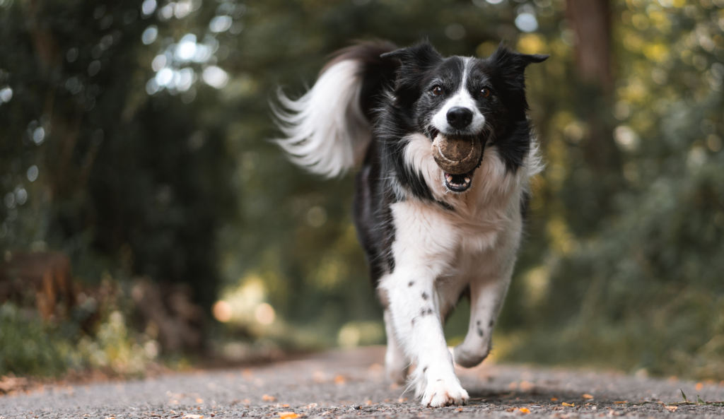 vaccination of dogs