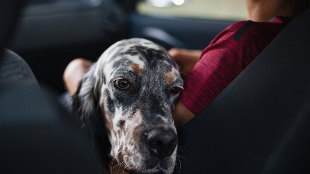 a tired dog is transported by car