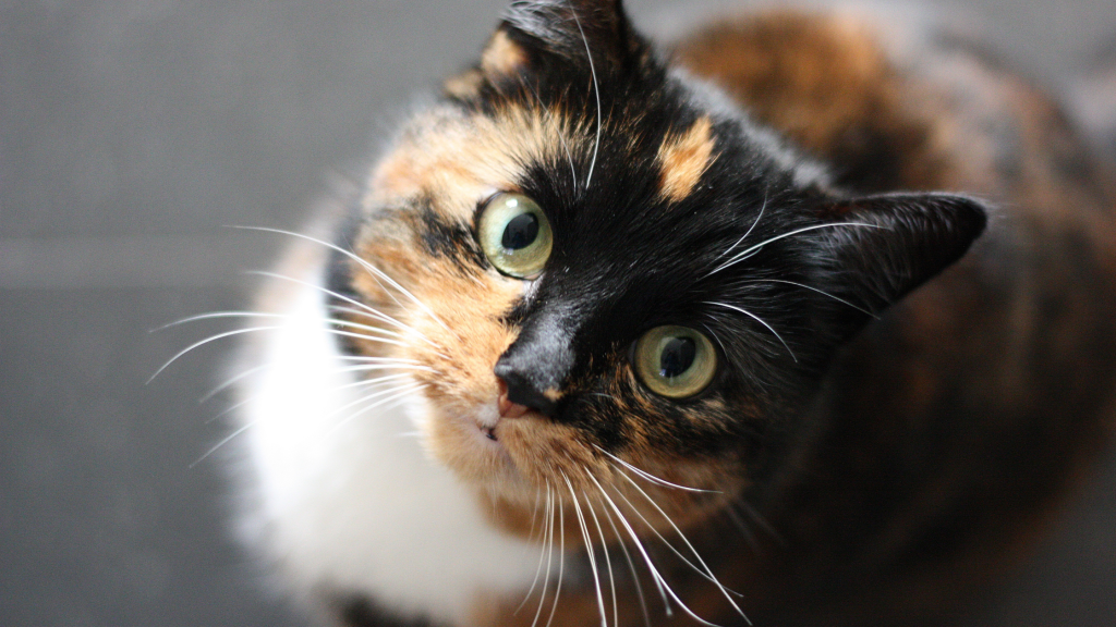 a cat