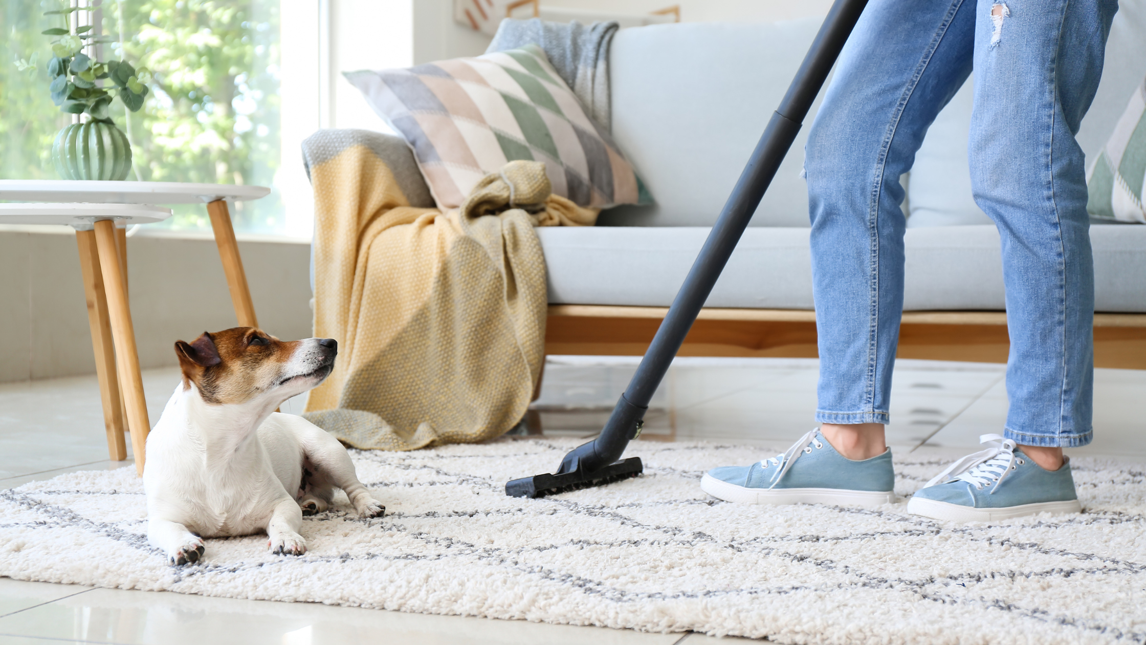a woman vacuums a carpet to prevent dog fleas
