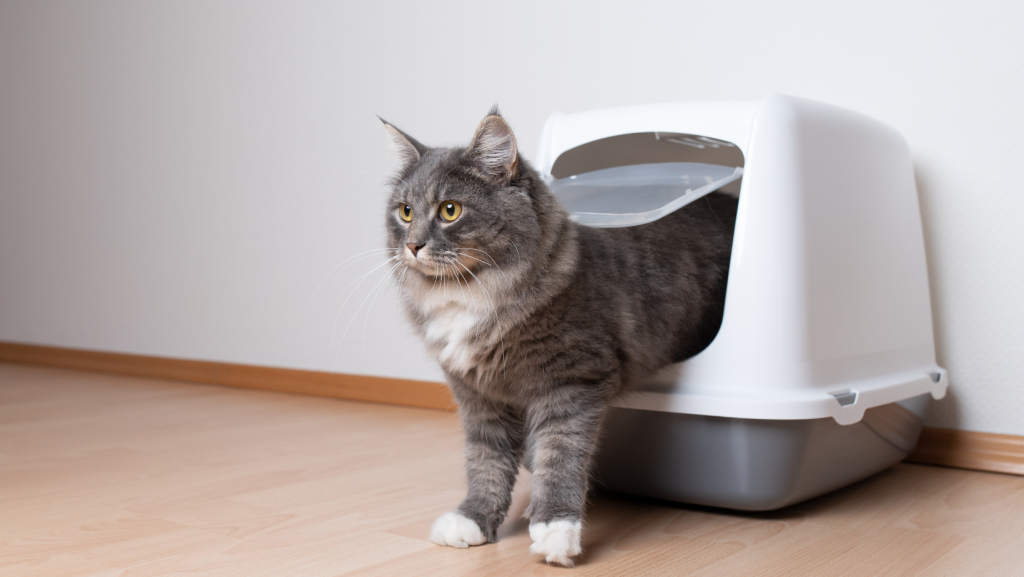 the cat urinates blood