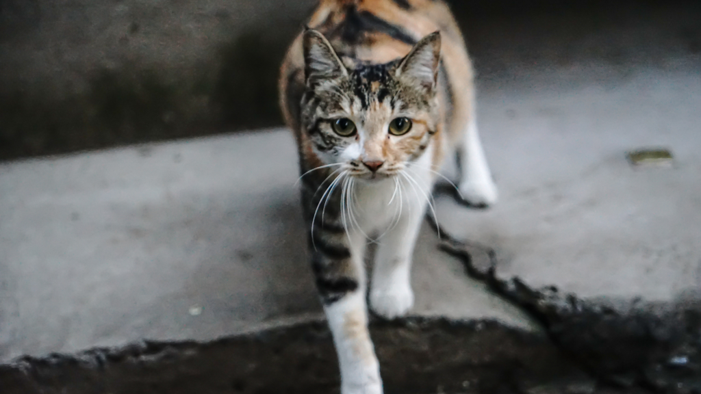 walking cat