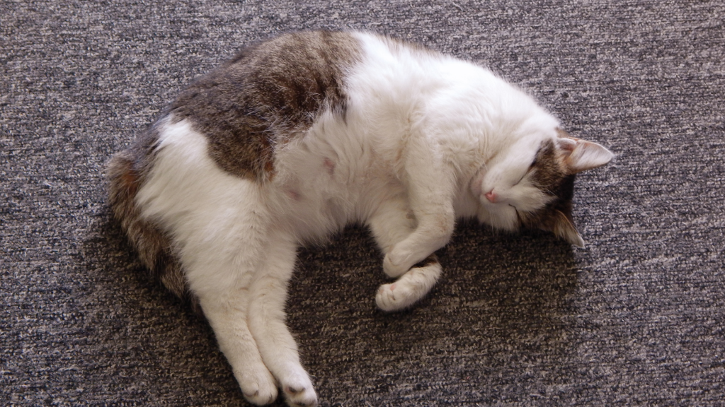 during pregnancy, the cat sleeps