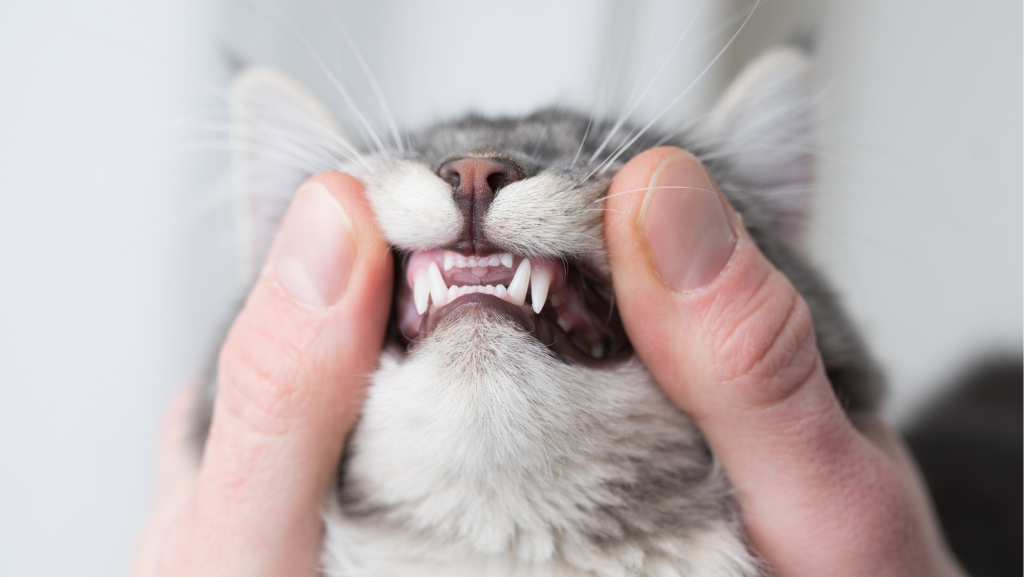 cat teeth