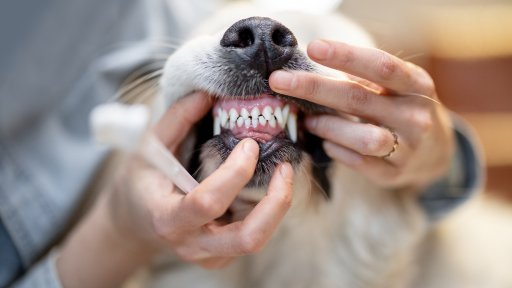 dog dental care