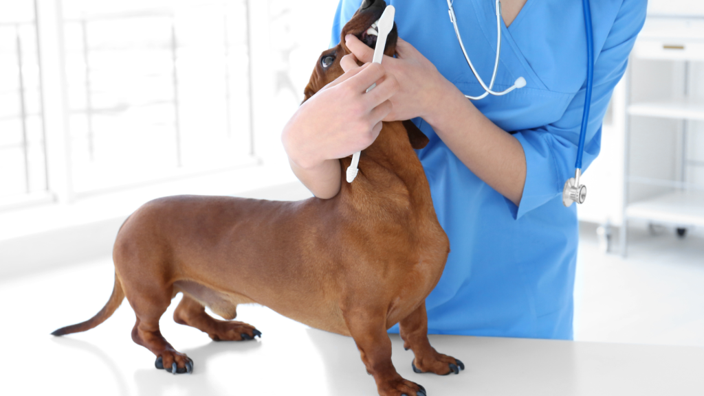 cleaning the dog's teeth