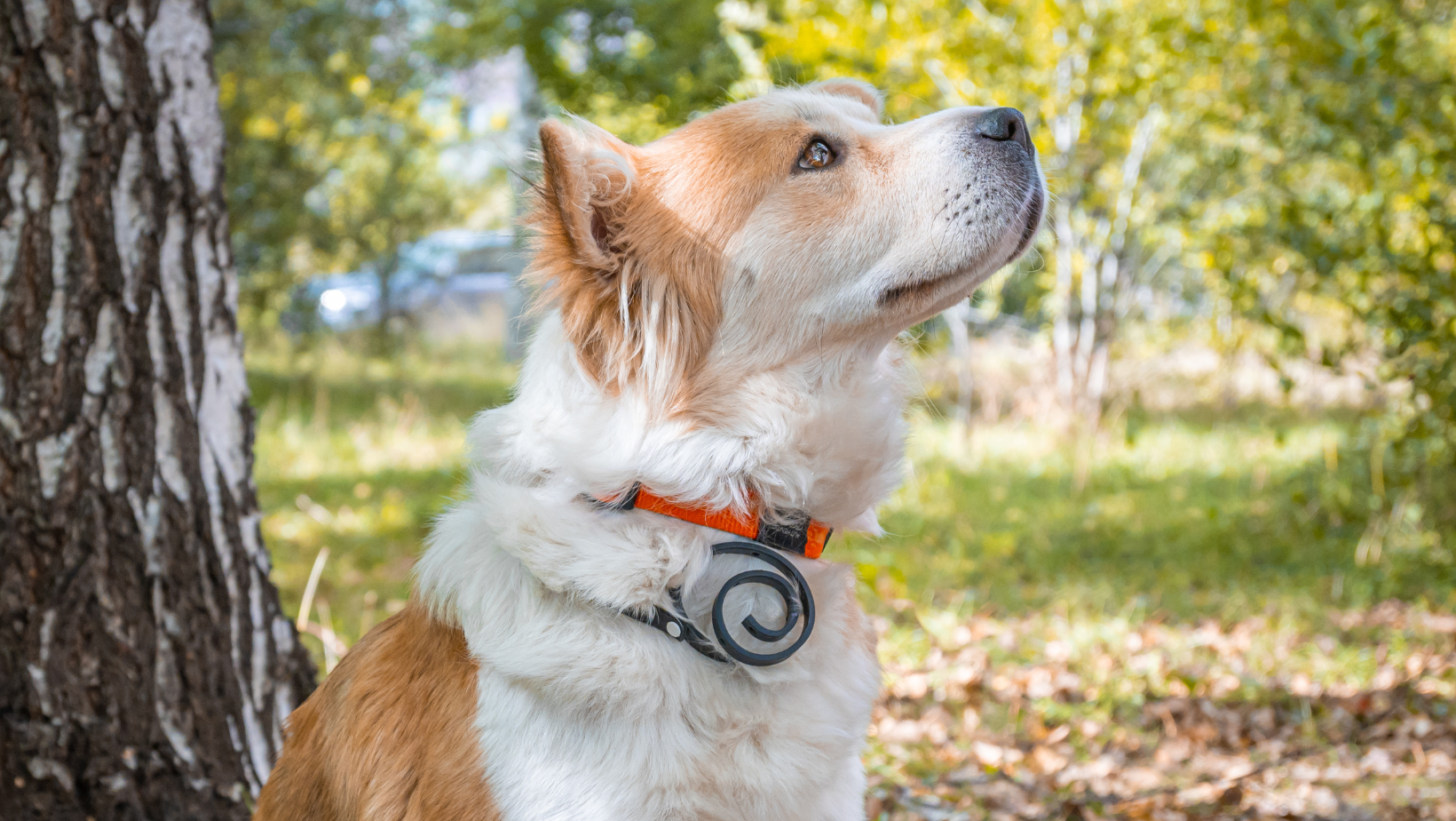 Tick Injection Tick Vaccines for Dogs (Bravecto Injection)