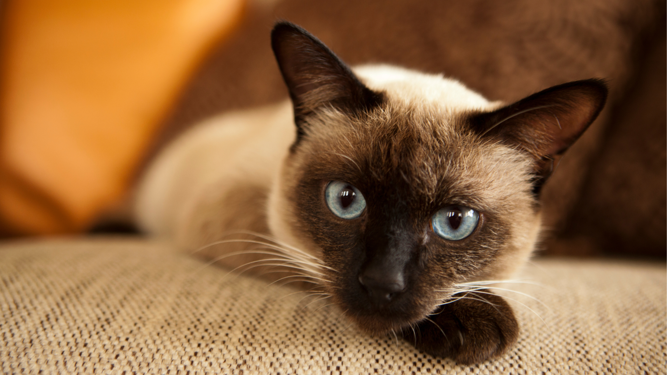 A Siamese cat, whose lifespan is one of the longest, rests on the sofa