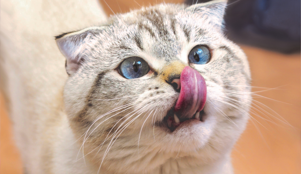 vaccination of cats